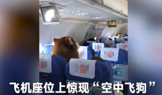 南航飞机惊现“空中飞狗”！航空公司：情感辅助犬可以 猫不可以