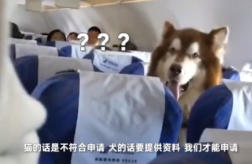 南航飞机惊现“空中飞狗”！航空公司：情感辅助犬可以 猫不可以
