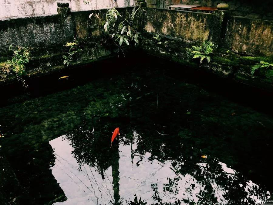 地质专家：宜宾葡萄井正在恢复，地震带不走千年美味