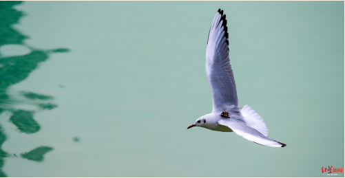 这只红嘴鸥很洋盘 携高科技装备惊艳现身德阳