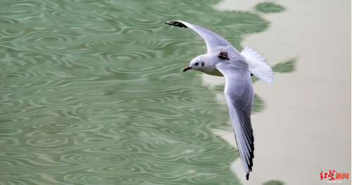 这只红嘴鸥很洋盘 携高科技装备惊艳现身德阳