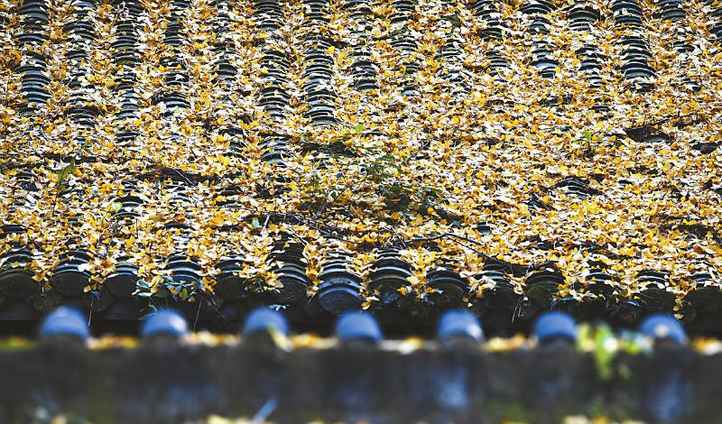 初冬的色彩，巴蜀大地绘就一幅幅风景画卷