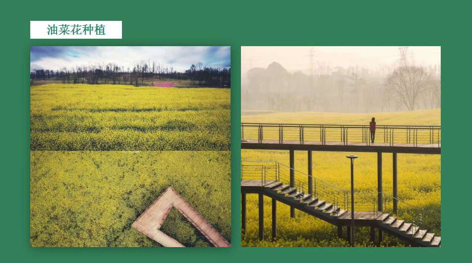 红星新闻 城市里感受田园情怀：你想过锦城公园还可种地吗？